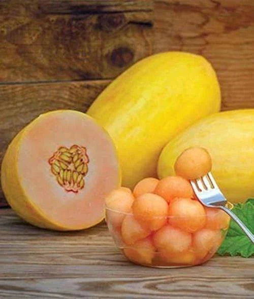 Mango Seeds - 50 Pack - Tropical Fruit Tree - Mangifera indica - Grows in USDA Zones 10-11