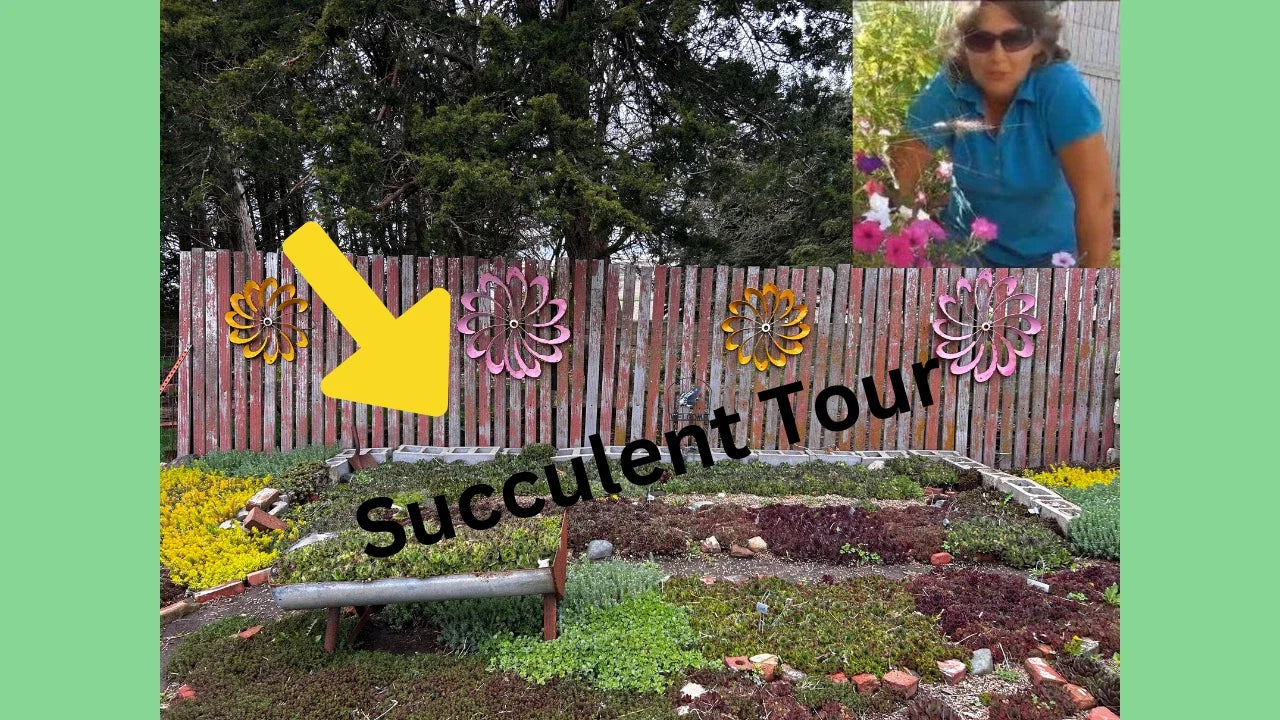Sedum Mixed Lot of 9 Live Plants | Perennial Succulents for Zones 4-8 | Black Pearl, John Creech, Angelina