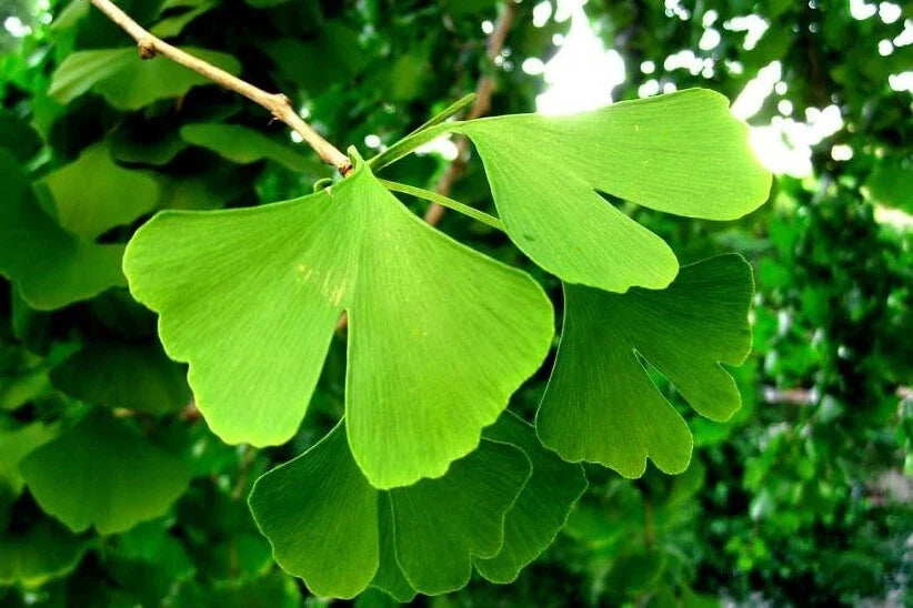 Ginkgo Biloba Live Plant in 4-Inch Pot – 8-Inch Tall Ginkgo Tree with Fan-Shaped Leaves for Garden or Indoor