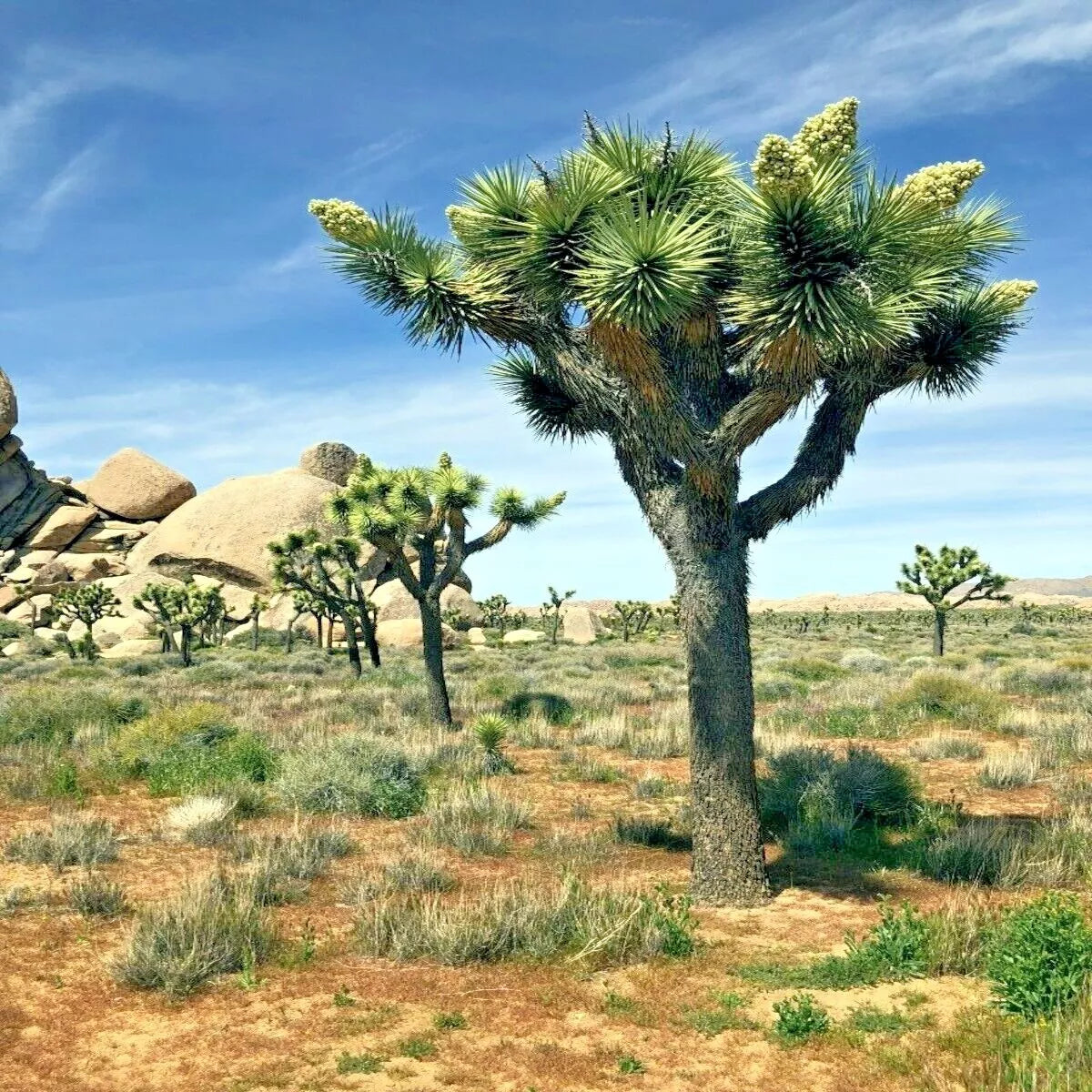 Joshua Tree Seeds – Yucca brevifolia – Rare Large Yucca Plant Seeds for Desert Gardens & Succulents