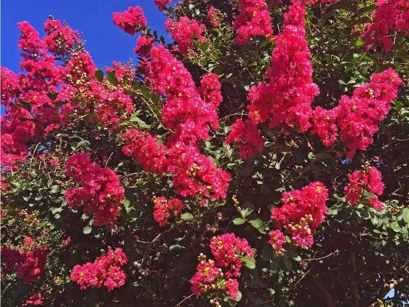 Dallas Red Cape Myrtle Seeds - Perennial Flowering Tree, Red Blooms, Lagerstroemia indica, 20 Seeds, US Seller