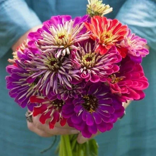 Zinnia Seeds Mix - 100+ Meteor Shower Variety for Garden, Bright Colors, Attracts Pollinators, USA Grown, Non-GMO, Heirloom