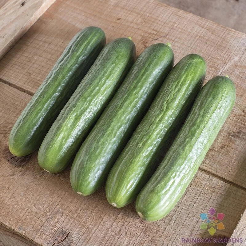 Katrina Cucumber Seeds - 25+ Pack, Cucumis sativus, Non-GMO, Heirloom, Full Sun, Home Garden, Container Planting