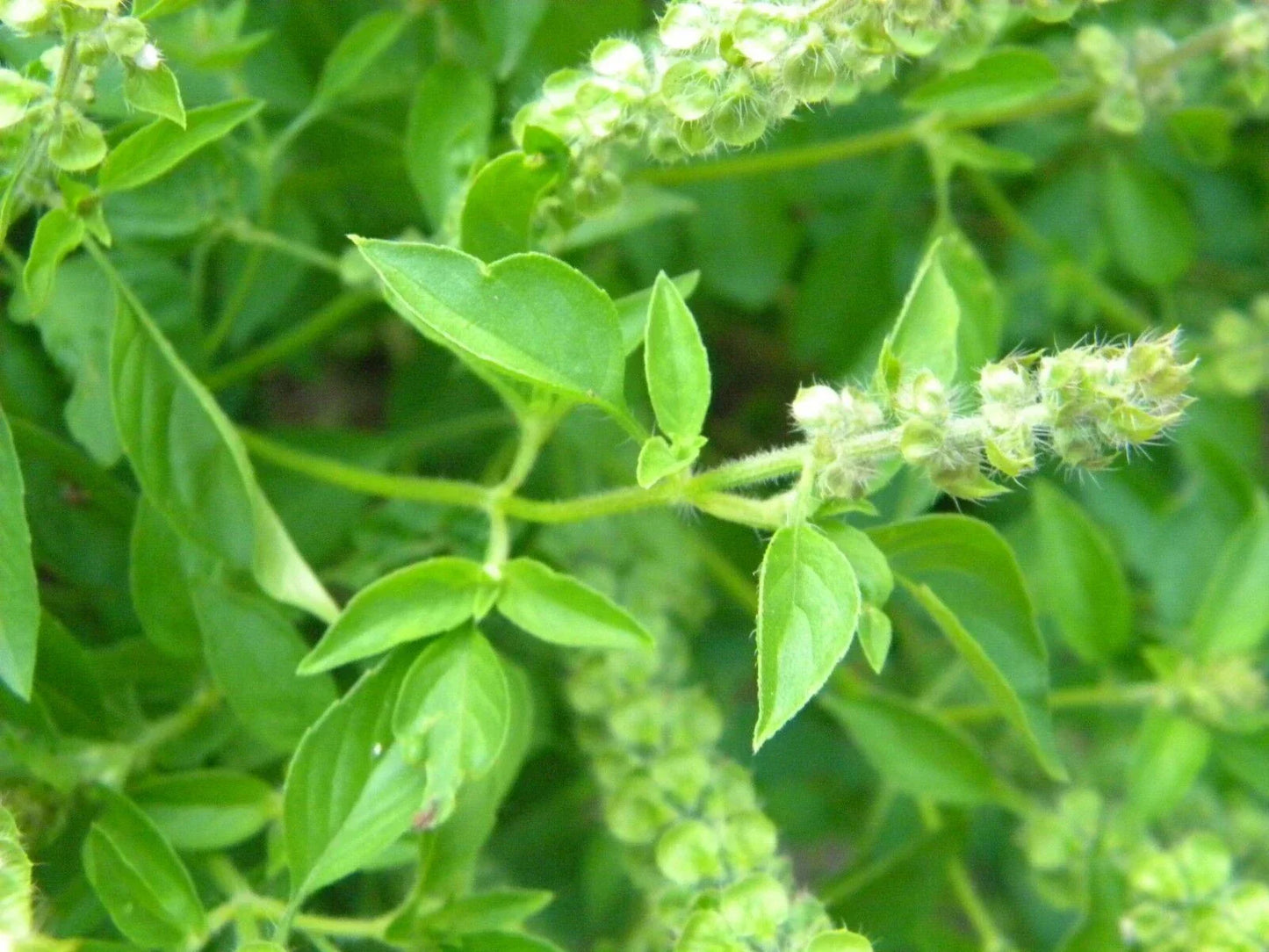 Lemon Basil Seeds NON-GMO - Lao Basil Manglak Variety - Ocimum basilicum