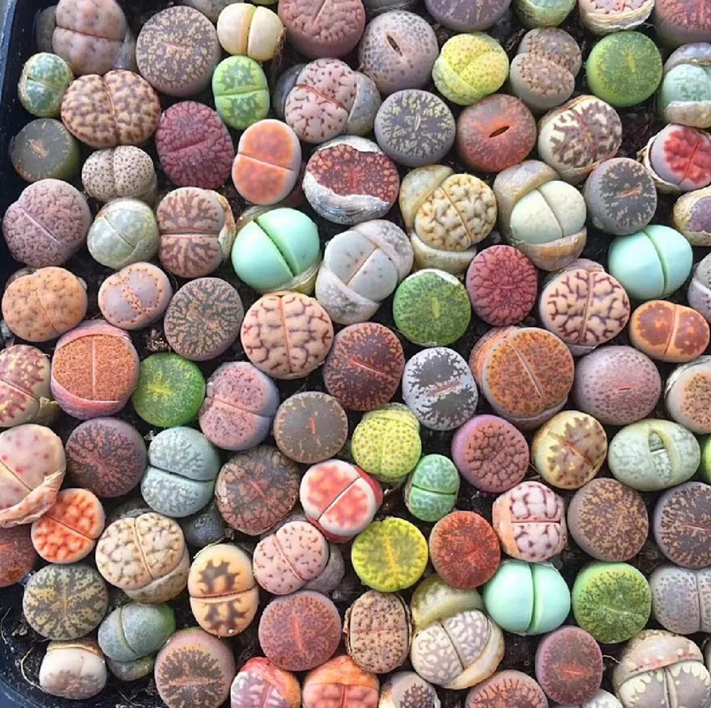 Mixed Succulent Seeds Pack - 100pcs Living Stones Lithops Seeds for Gardening