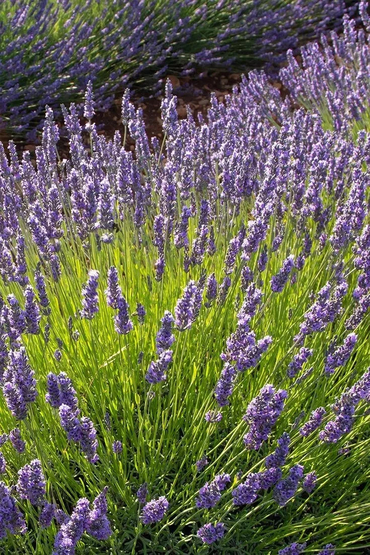Phenomenal Lavender Plant in 4' Pot, Lavandula x intermedia, Purple-Blue Flowers, Cold-Hardy, Pollinator-Friendly