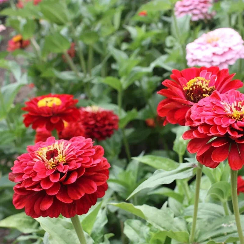 Will Rogers Zinnia Seeds - 100+ Pack, Colorful Annual Flower, Zinnia elegans for Garden Planting