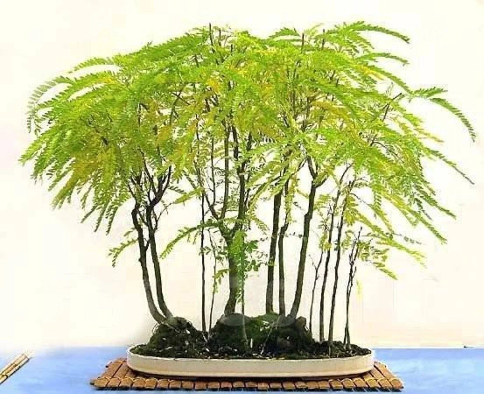 Honey Locust Seeds - Thornless Gleditsia triacanthos for Bonsai & Landscape - Fall Color, Deciduous Tree Seeds