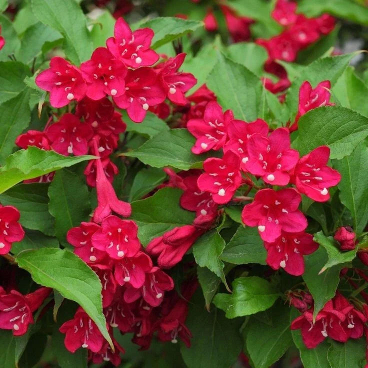 Red Weigela Plant in 4' Pot, Deciduous Shrub with Red Flowers, Weigela florida, Hummingbird & Butterfly Attractant