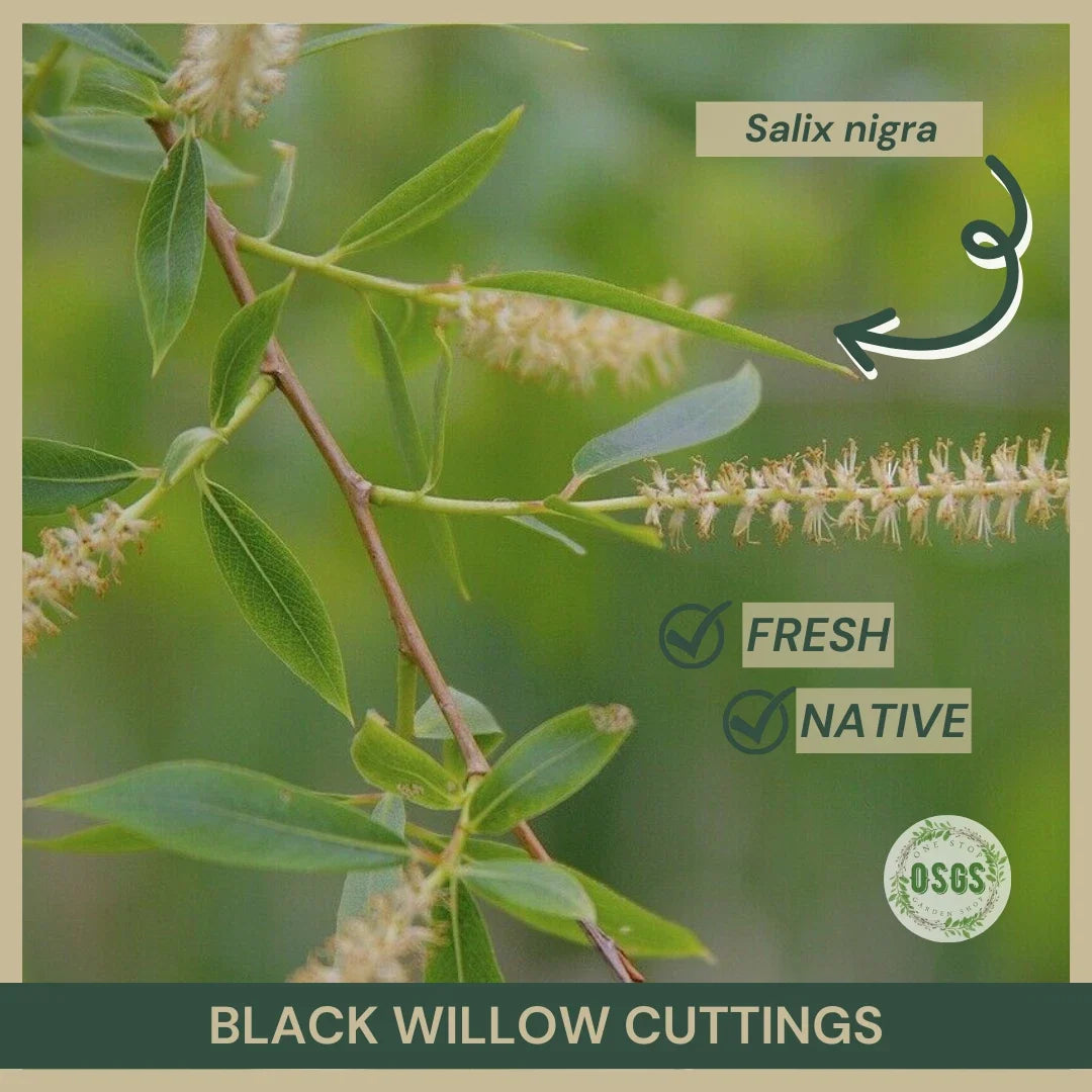 Black Willow Cuttings 18" Fresh Salix nigra Native Plant Propagation for Wetlands & Erosion Control