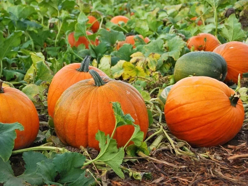 Jack O'Lantern Pumpkin Seeds – Organic, USA Grown, Cucurbita pepo, Perfect for Carving & Fall Decorations, 10 Seeds