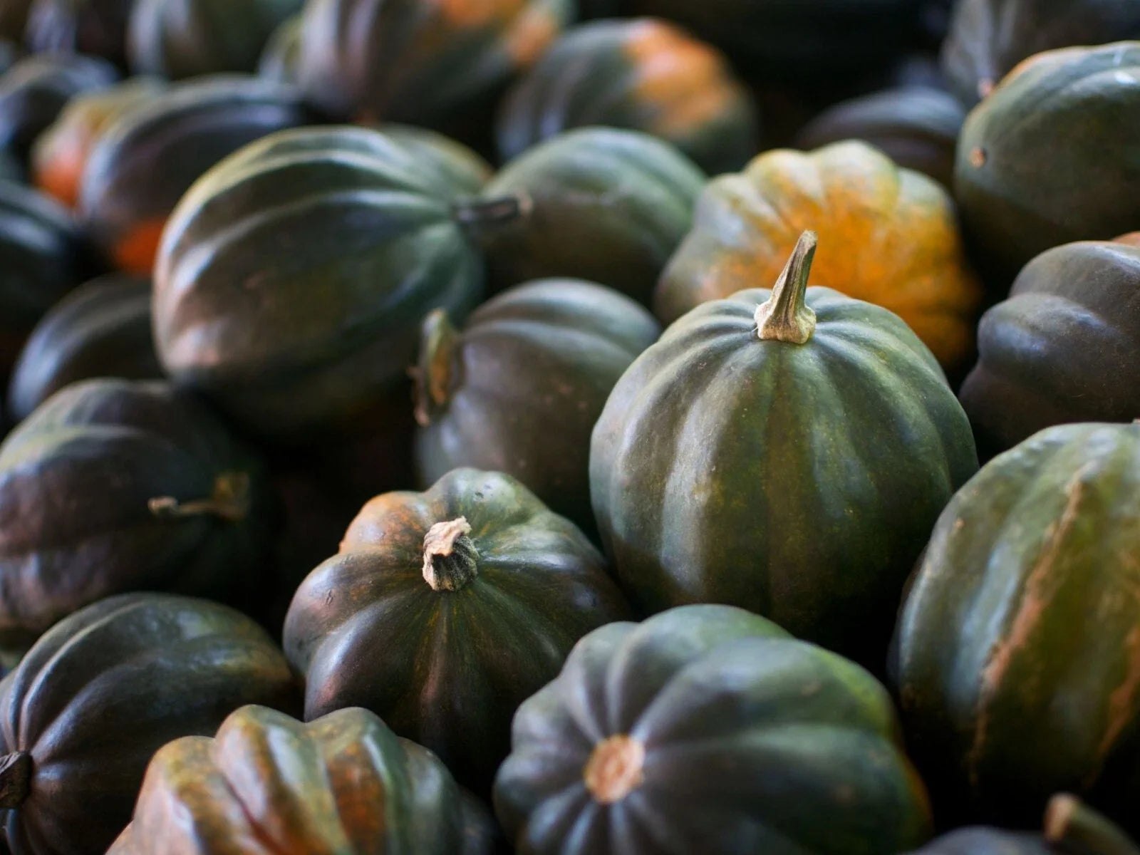 Organic Acorn Squash Seeds - Heirloom Cucurbita pepo, 5 Pack for Home Gardening, Non-GMO, Full Sun, Easy to Grow
