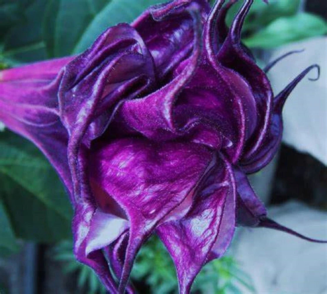 Double Queen Rose Angel Trumpet Seeds - Brugmansia spp. - 10 Pack, Pink & Rose Flowers, Easy to Grow, Attracts Hummingbirds