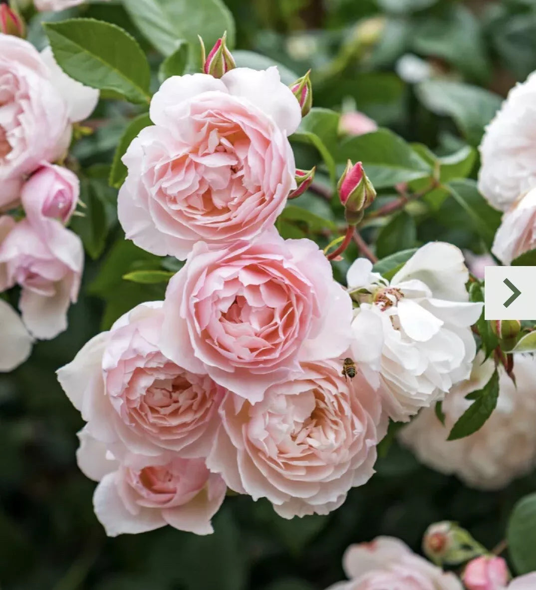 Climbing Rose Cutting 5-8" Pink Garden Rose Unrooted Rosa for Garden, Trellis & Fences