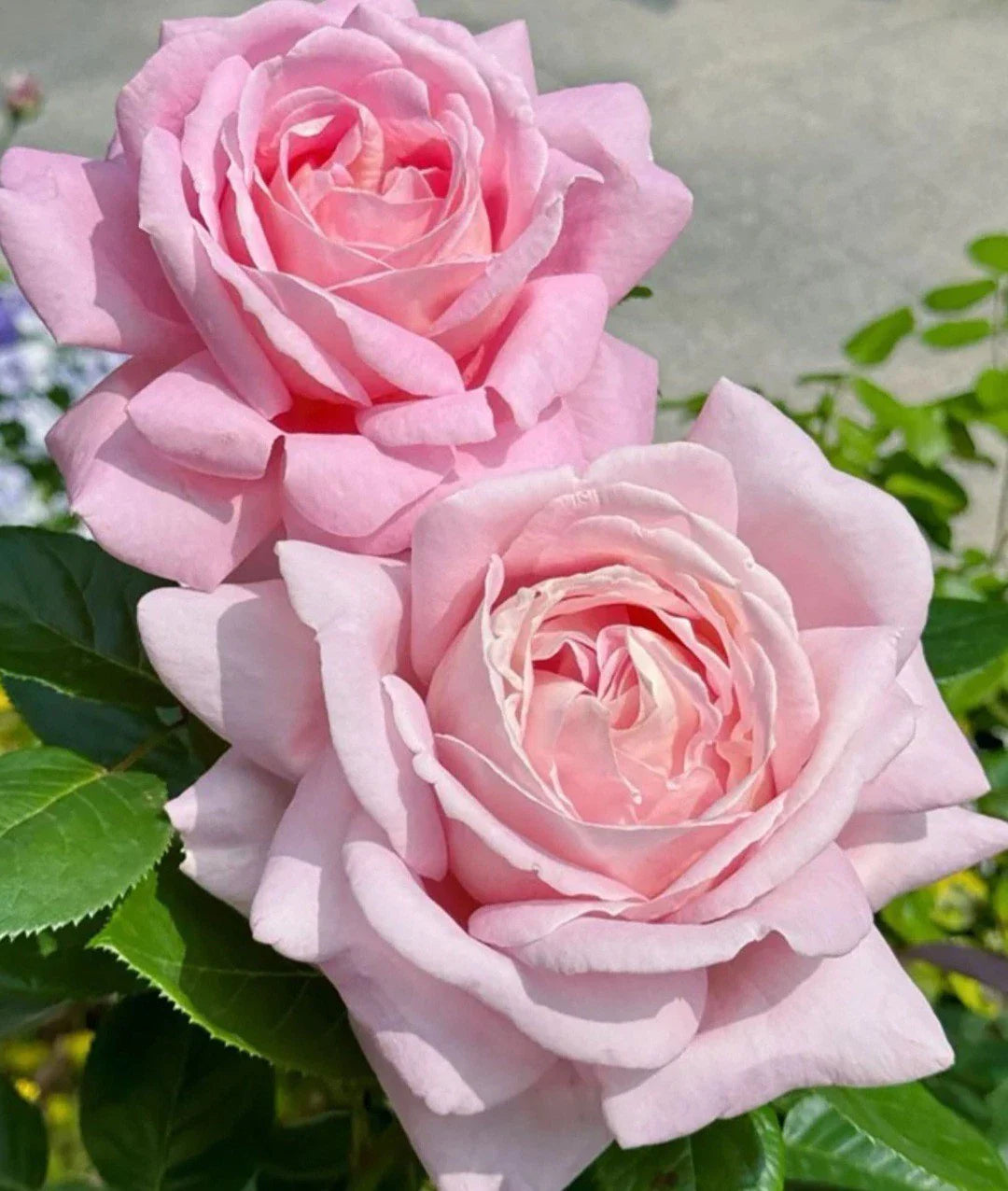 Light Pink Rose Cuttings - 3 Unrooted Propagation Cuttings 5-8" Rosa spp.