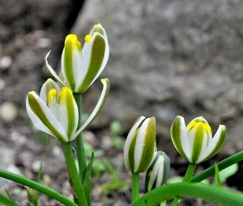 Succulent Albuca Humilis Bulbs – Green and White Blooms – 5 Live Bulbs – Drought-Tolerant Indoor or Garden Plant