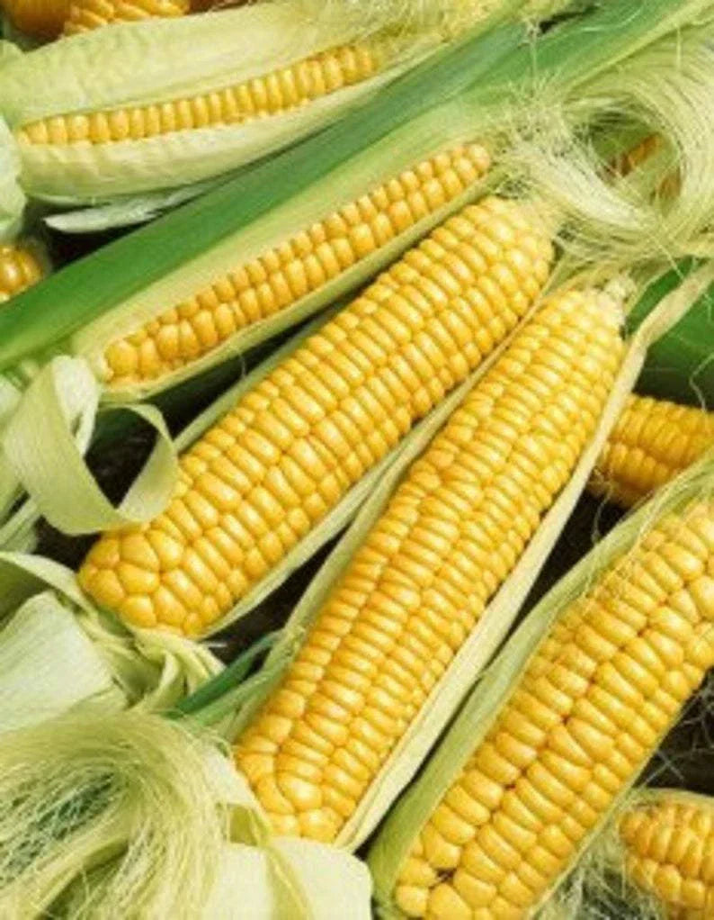 Early Golden Bantam Sweet Corn Seeds - Heirloom NON-GMO Zea mays