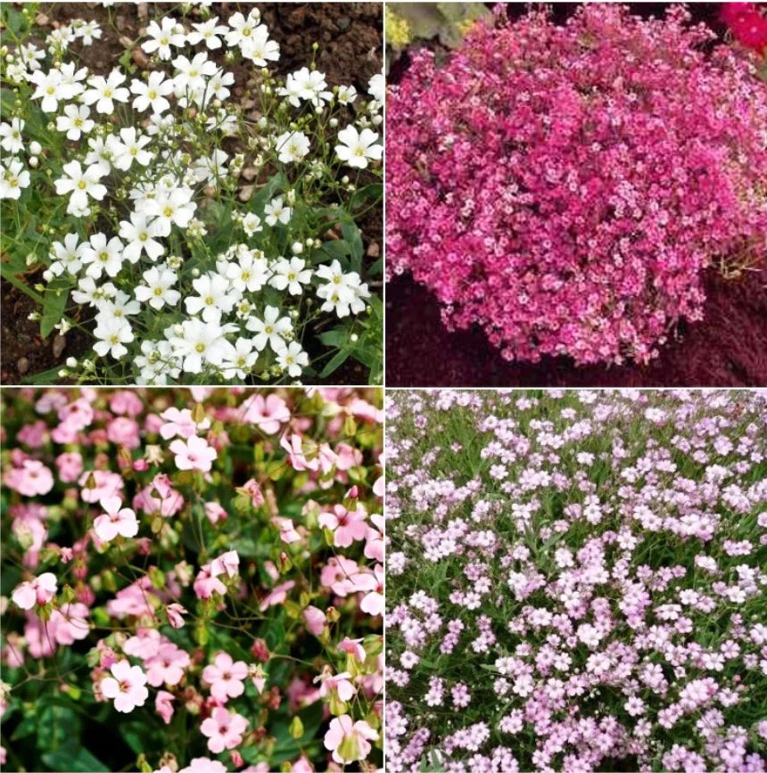 Baby's Breath Seeds - Mixed Colors - Non-GMO Heirloom Gypsophila elegans - Pollinator-Friendly Flowers - Pack of 1000+ Seeds