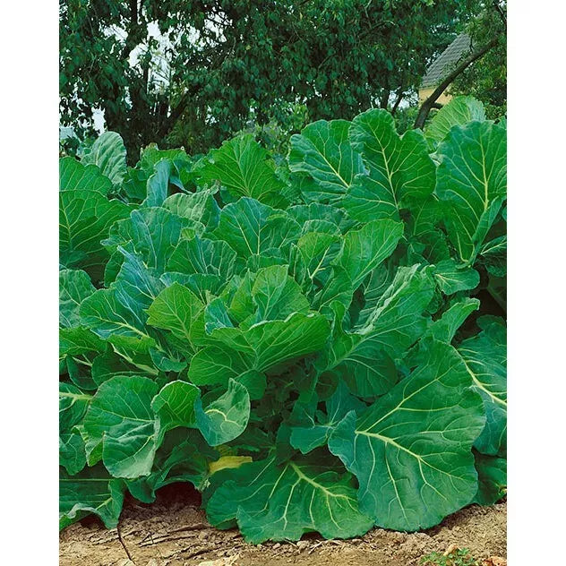 Couve Tronchuda Kale Seeds - 2000 Non-GMO Heirloom Portuguese Kale Seeds