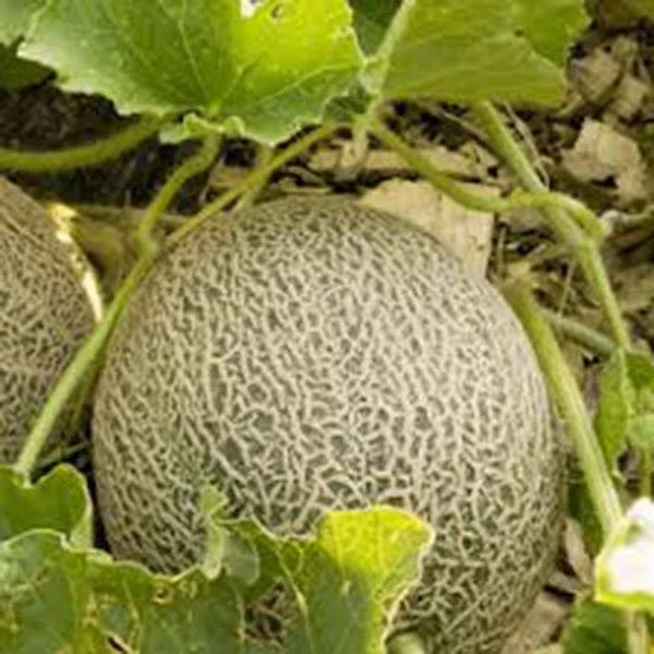 Muskmelon Seeds 25+ Heirloom Non-GMO Edisto 47 Sweet Cucumis melo Cantaloupe Seeds for Garden, Juicy Melons