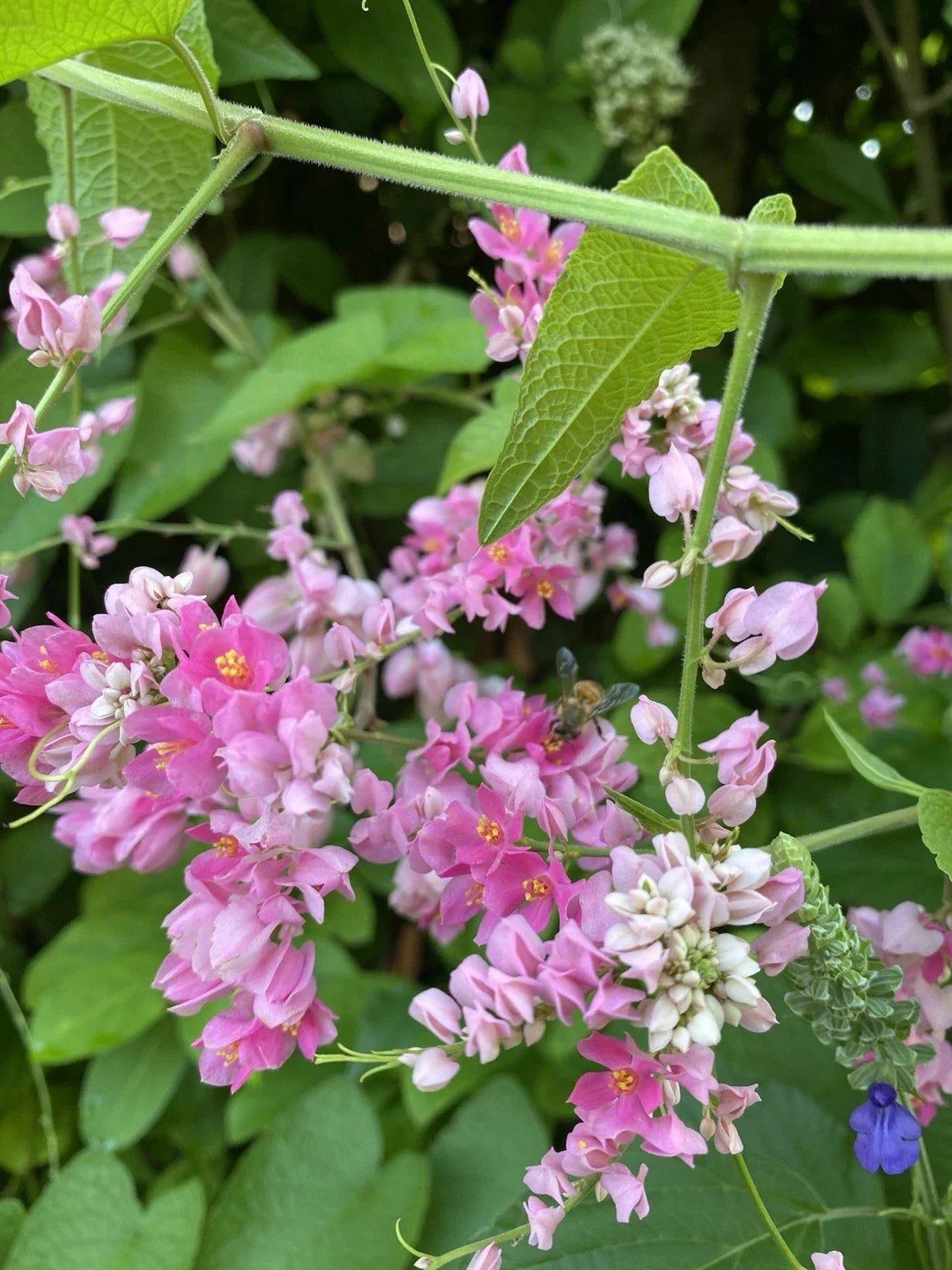 Mexican Creeper Vine Plant - Antigonon leptopus with Pink Flowers for Pollinators & Privacy Cover