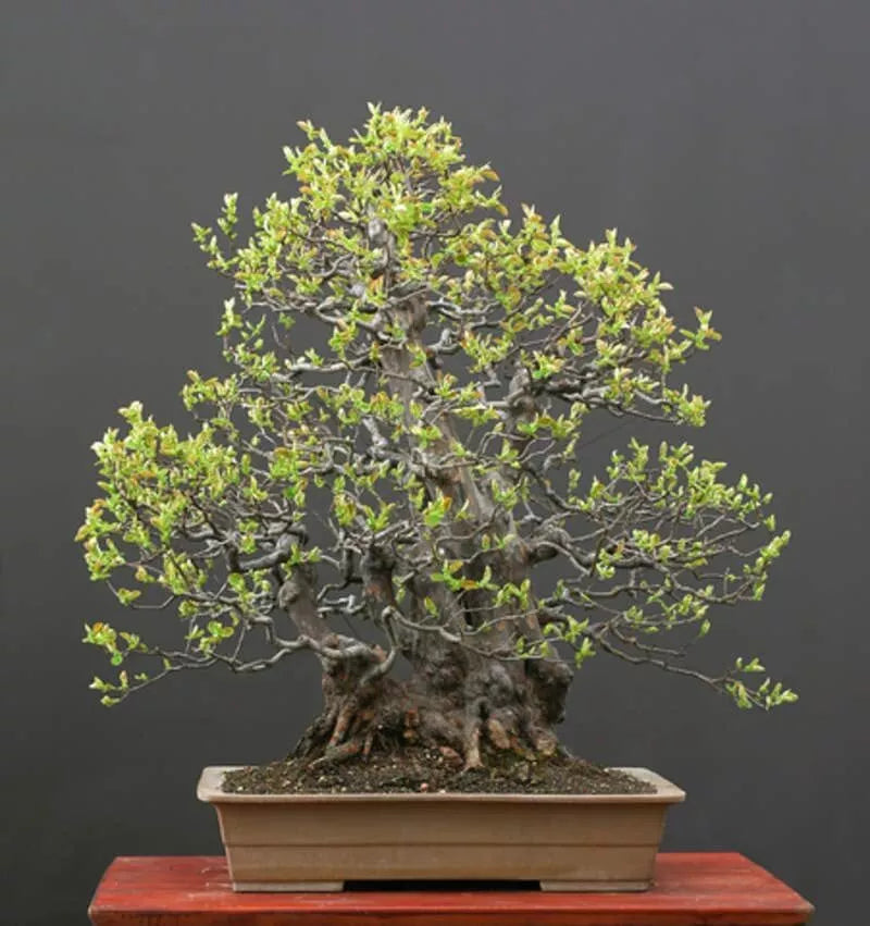 Chinese Quince Bonsai Tree Seeds - Chaenomeles sinensis - Compact, Edible Fruit, Flowering Plant, 20 Seeds