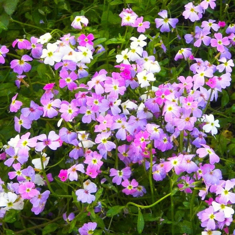 Virginia Stock Mix Seeds - Fragrant Low-Growing Flower Seeds - Highly Scented Blooming Plants - Malcomia maritima Seed Pack