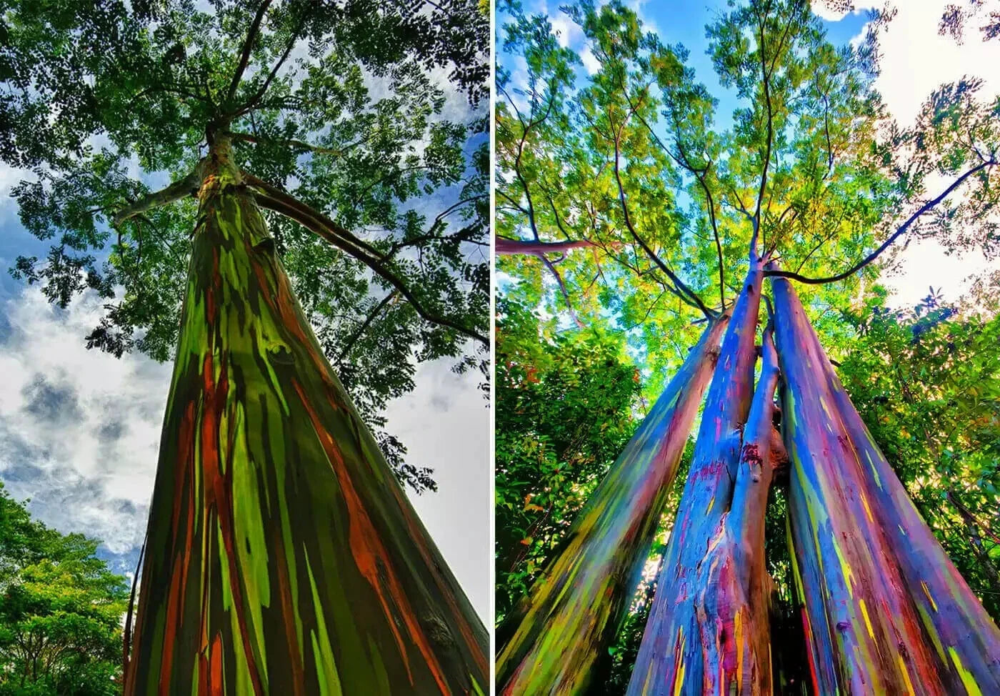 Rainbow Eucalyptus Seedling - Well Rooted Sapling, Eucalyptus deglupta, Vibrant Multicolored Bark, Tropical Tree Plant