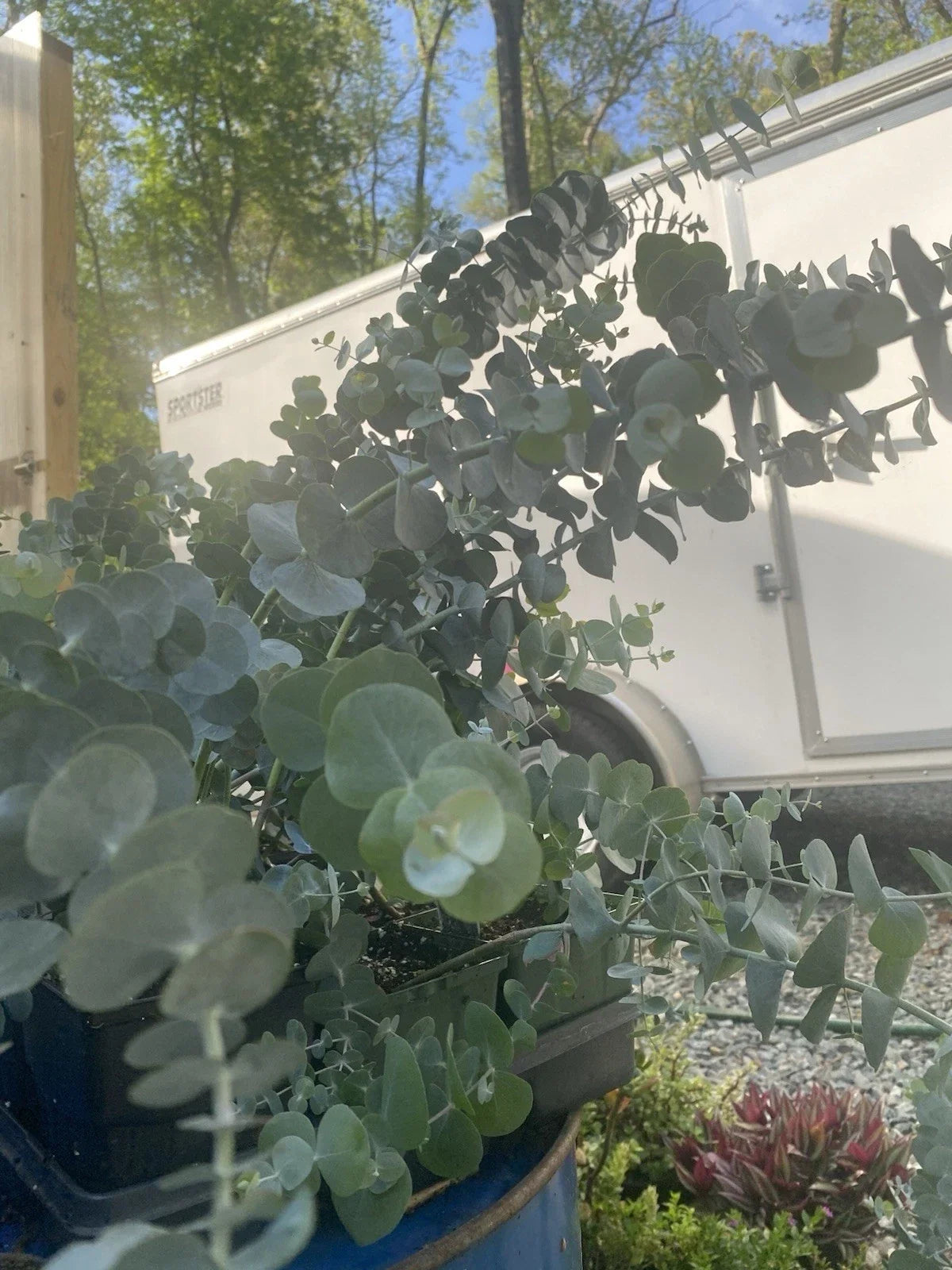 Silver Dollar Eucalyptus Live Plant in 5" Pot, Fragrant Green Foliage, Eucalyptus cinerea, Ideal for Floral Arrangements