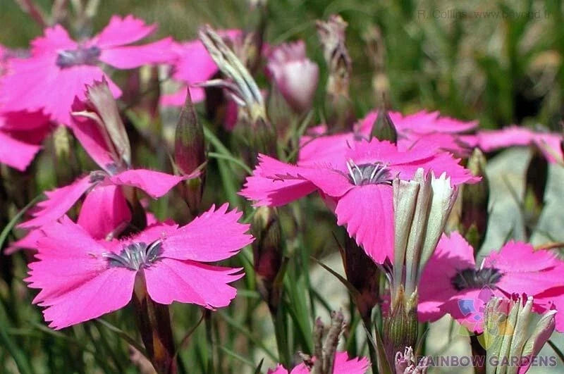 Peacock Pink Carnation Seeds - 200+ Pack - Dianthus caryophyllus - Garden Flower, Annual, Full Sun, Easy to Grow