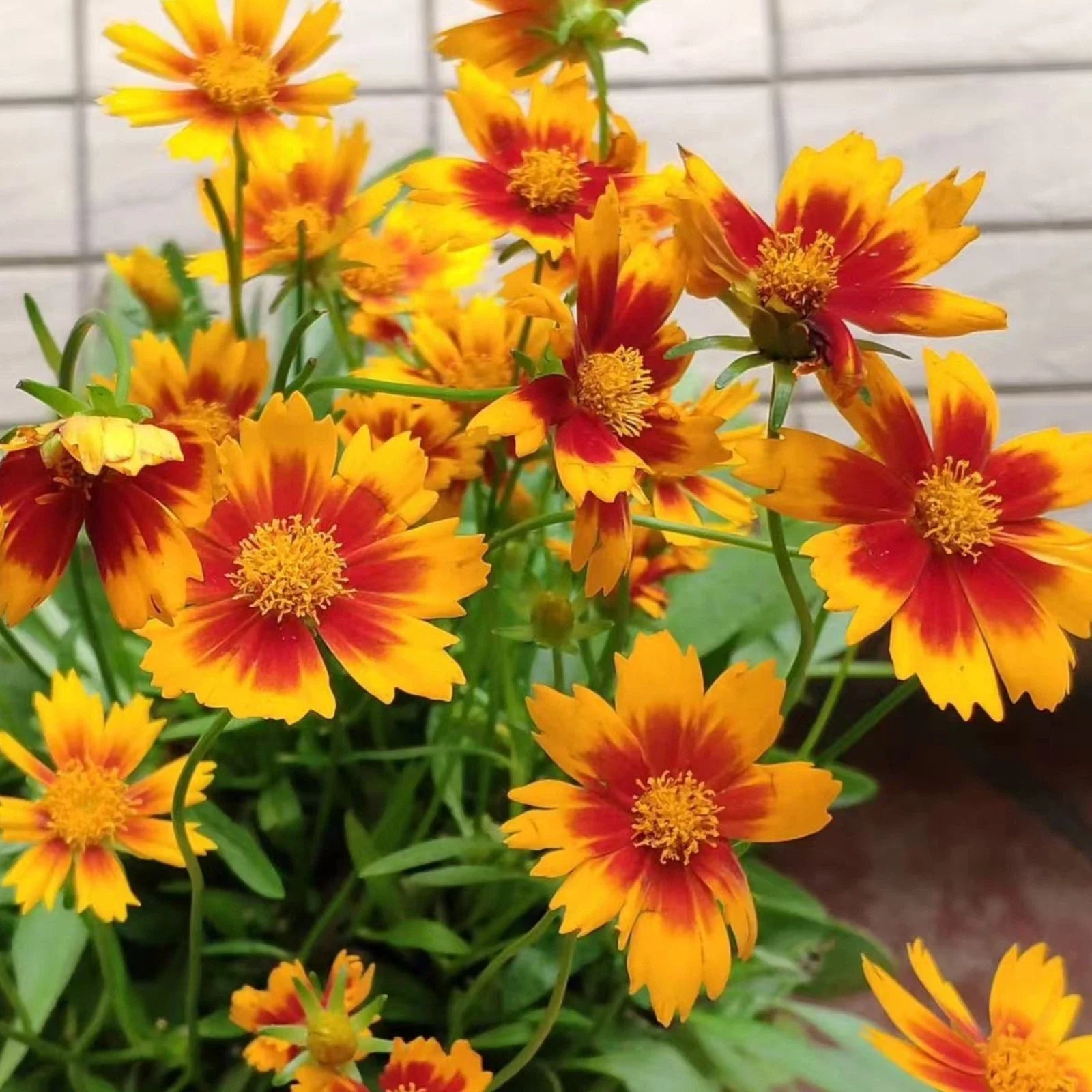 Coreopsis Seeds 100 Count – Plains Coreopsis Wildflowers for Summer Blooms – Coreopsis tinctoria, Easy-Grow, Drought-Tolerant, Pollinator-Friendly