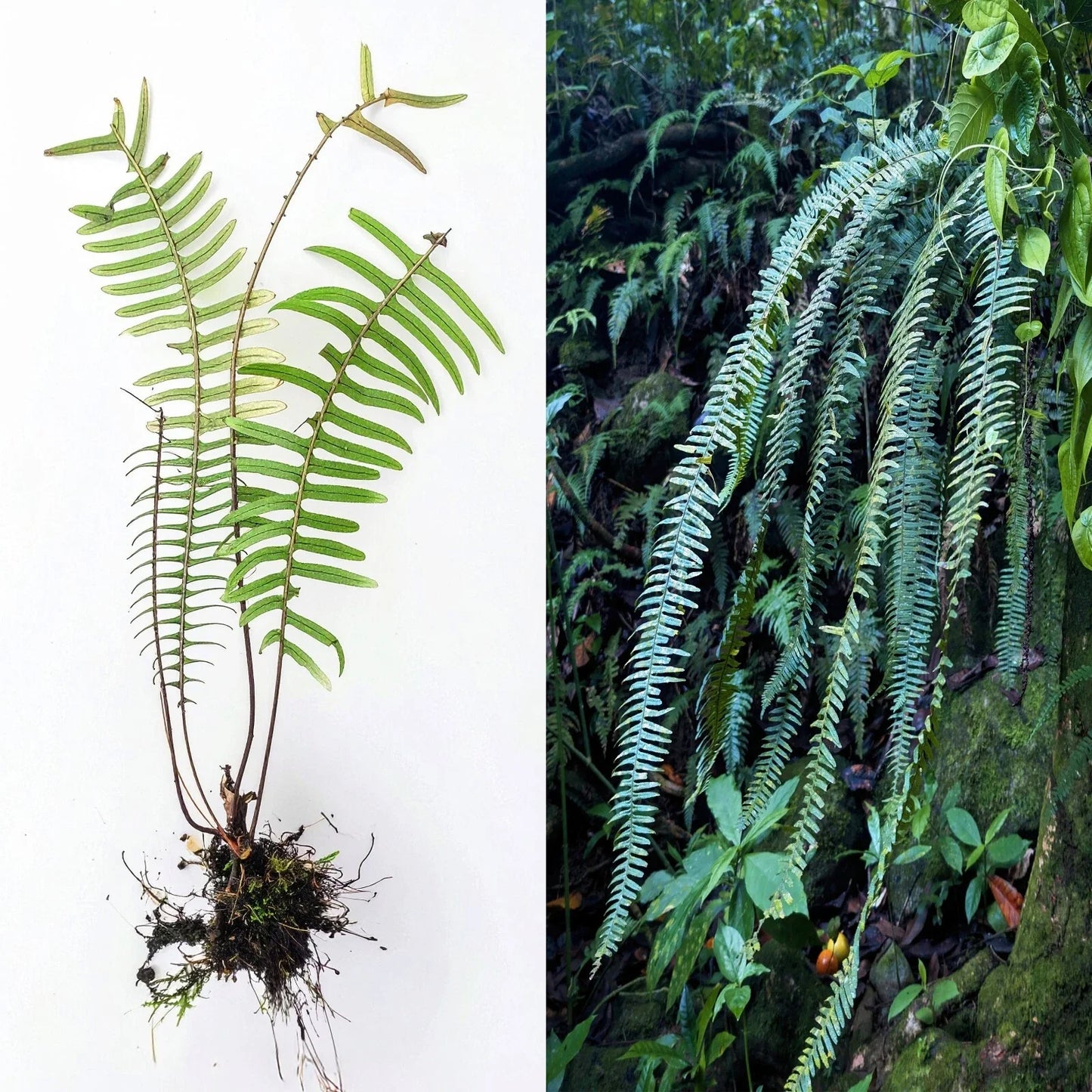 Rare Live PECLUMA Airplant Fern - 9-Inch Tropical Exotic Fern for Indoor & Outdoor Decor, Air Purifying Plant