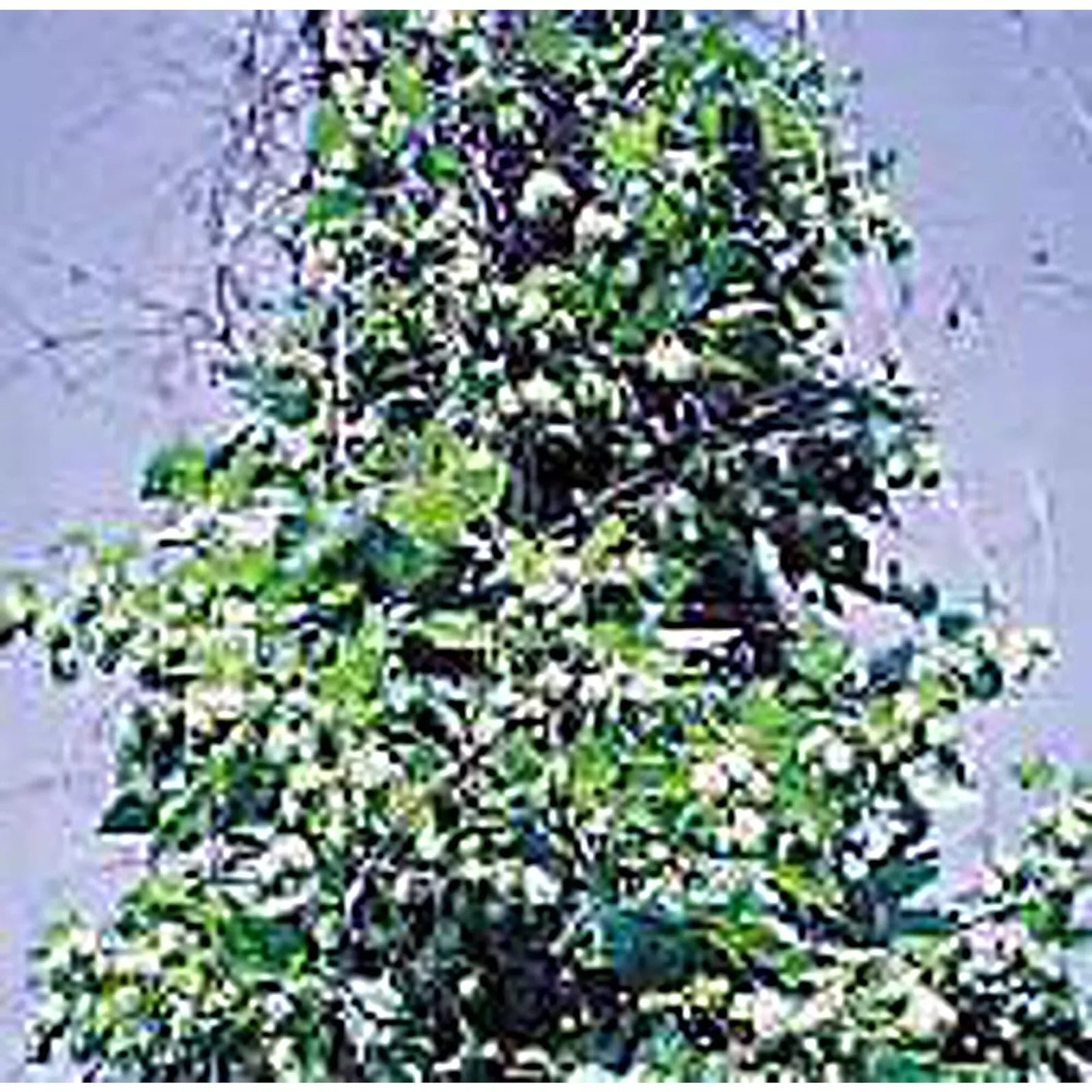 Hops Seeds 20+ Non-GMO Climbing Vine for Brewing & Garden | Humulus lupulus Planting Seeds