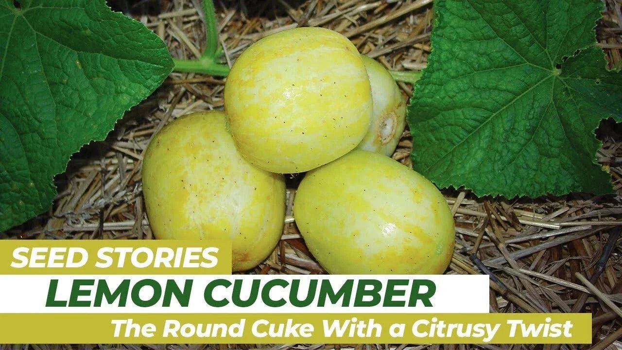 Lemon Cucumber Seeds - Organic Heirloom Non-GMO, Rare Variety, Cucumis sativus, Vining, Summer Garden, 100+ Seeds
