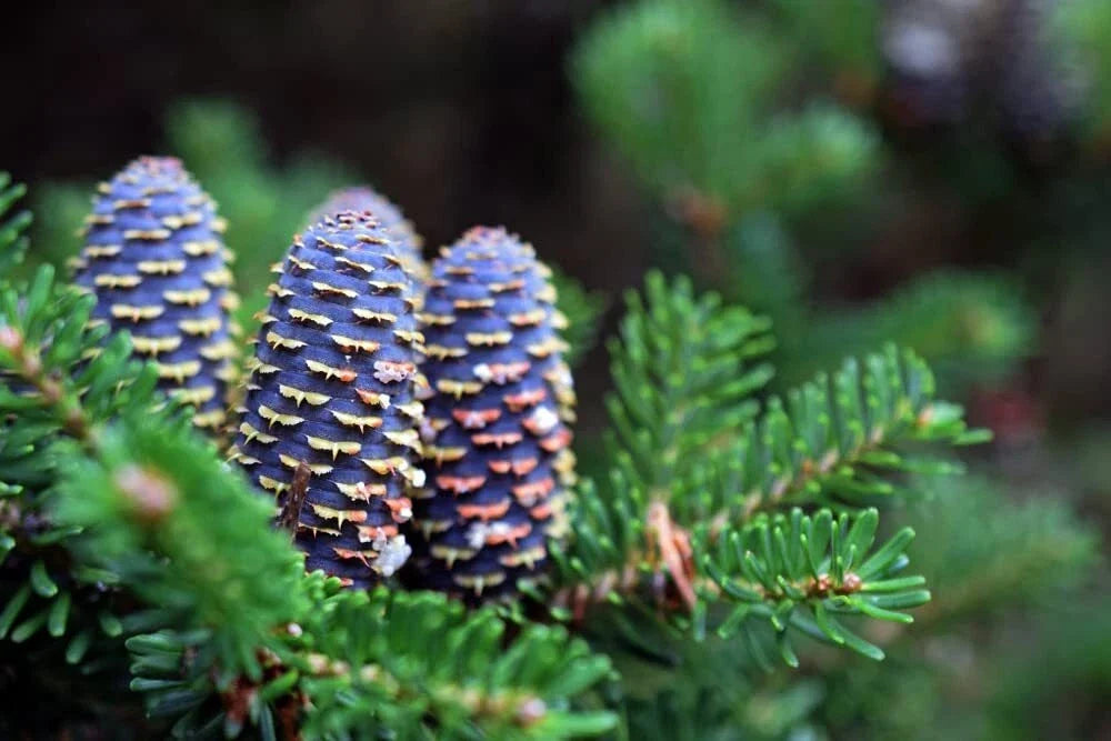 Korean Fir Tree Seeds - Abies koreana - Blue Cone Variety - Evergreen Foliage - 30 Seeds