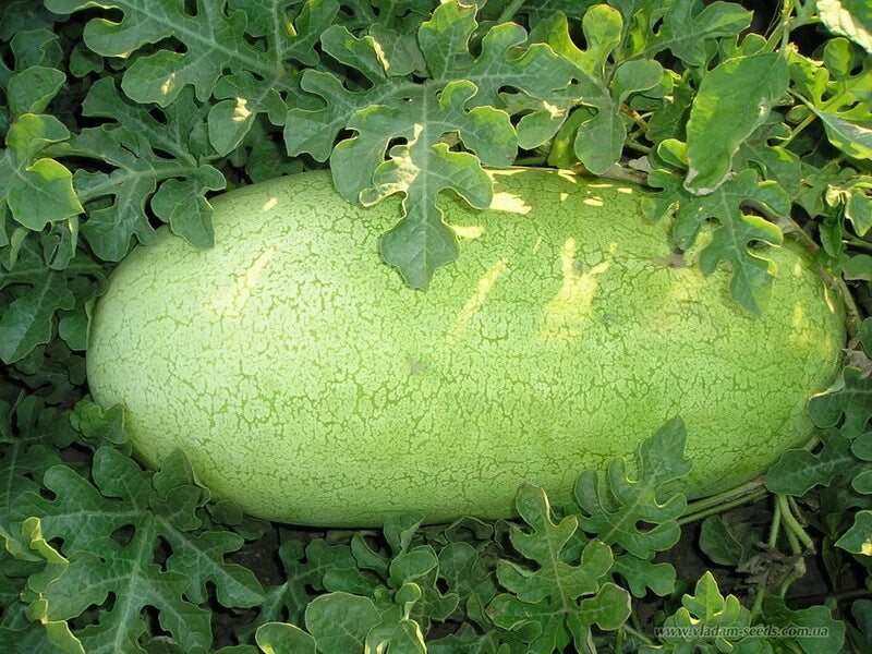 Charleston Gray Watermelon Seeds - Non-GMO, Large 35-50 lbs, Citrullus lanatus, Vining Fruit Seeds