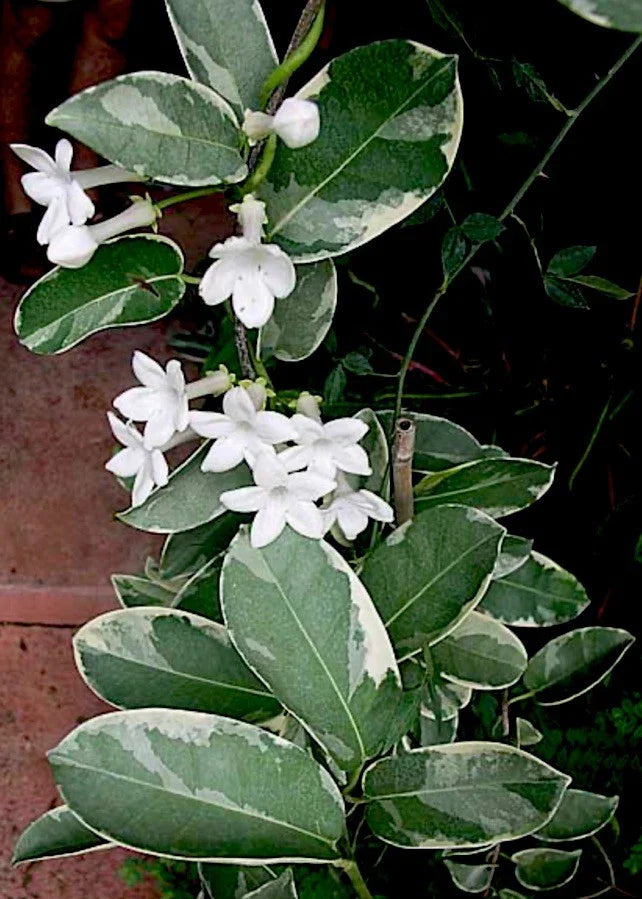 Live Cutting - 7-inch Variegated Madagascar Jasmine (Stephanotis floribunda) Fragrant Climbing Plant