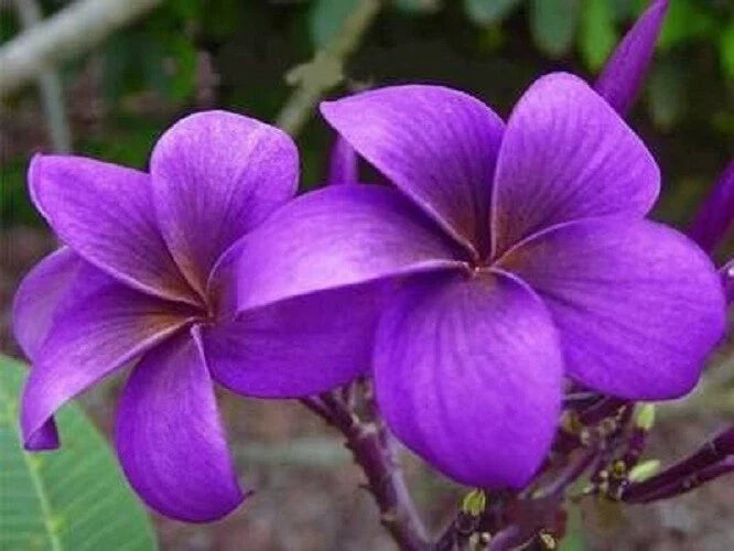 Purple Plumeria Seeds - Frangipani, Perennial Flower Seeds, Plumeria rubra, Tropical Garden, Fragrant Blooms, 5 Seeds