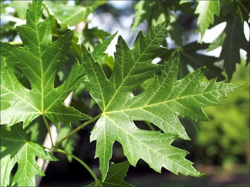 Silver Maple Tree Seedlings - Live Plants for Landscaping, Acer saccharinum, Fast-Growing Shade Tree, Deciduous Plant