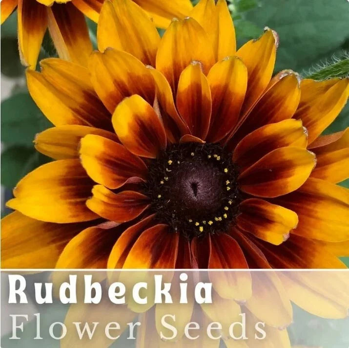 Rudbeckia Seeds - Rustic Tangerine - Annual Flower Seeds for Garden - Rudbeckia hirta - Bright Orange Blooms