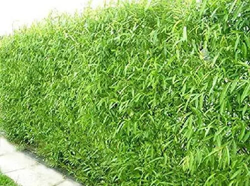 Natural Privacy Fence Starter Plants - 20 Hybrid Willow Trees Salix × sepulcralis Fast Growing Shrubs