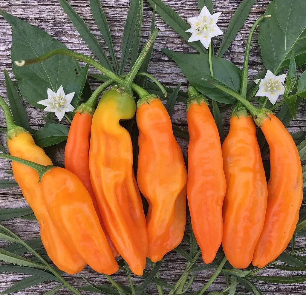 Aji Amarillo Pepper Seeds - Pack of 25+ Capsicum baccatum for Spicy Garden Planting, Fruity Yellow Peppers, USA Free Shipping
