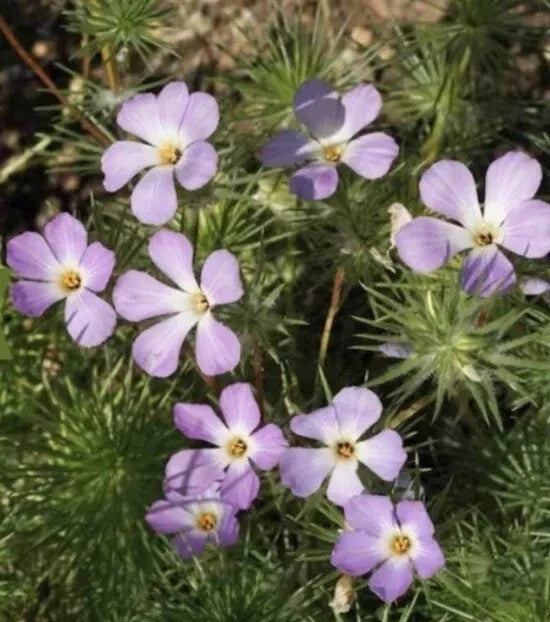 Linanthus grandiflorus Mountain Fox Seeds - 1000+ Wildflower Seeds for Garden, Native Plant, Drought-Tolerant, Easy to Grow