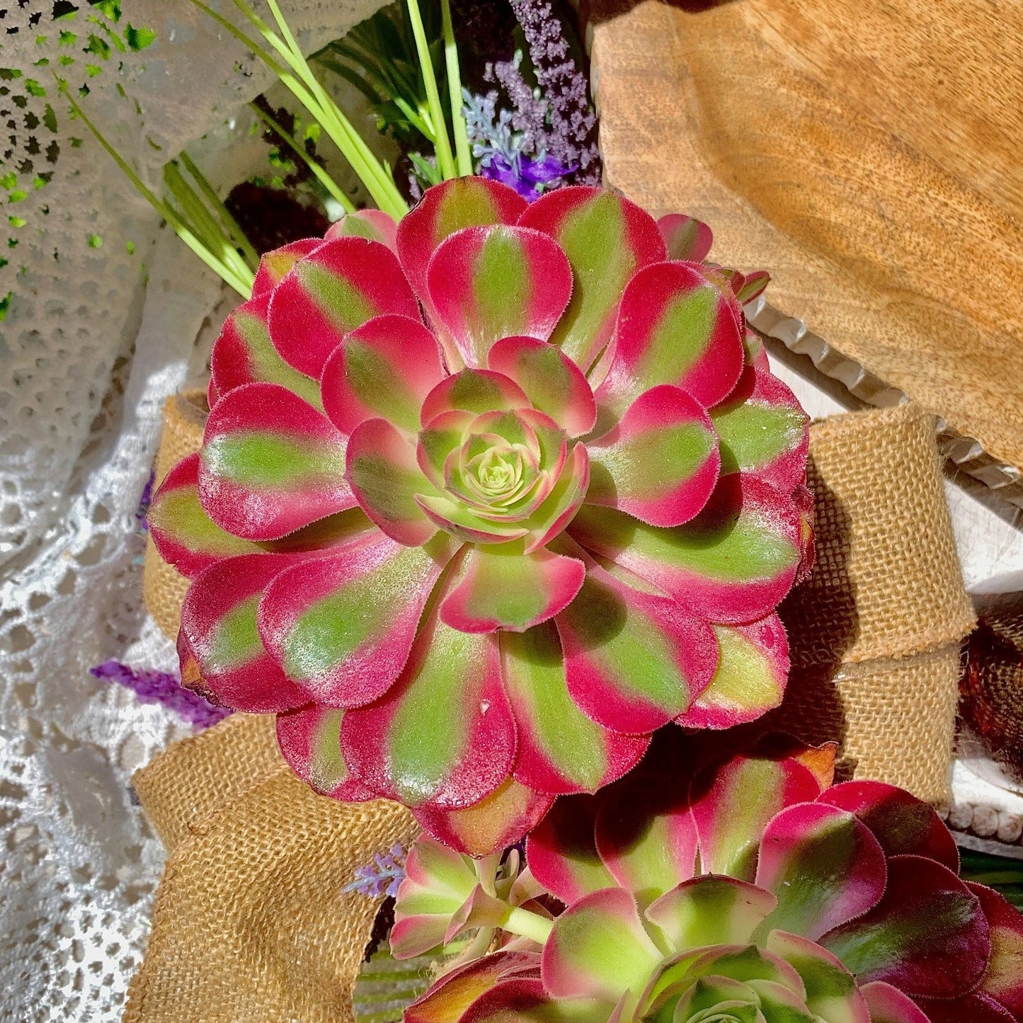 Rare Succulents Plant, 3.5-4" Bare Root Aeonium Pink Witch, Rosette Succulent, Drought Tolerant Indoor Outdoor Gift