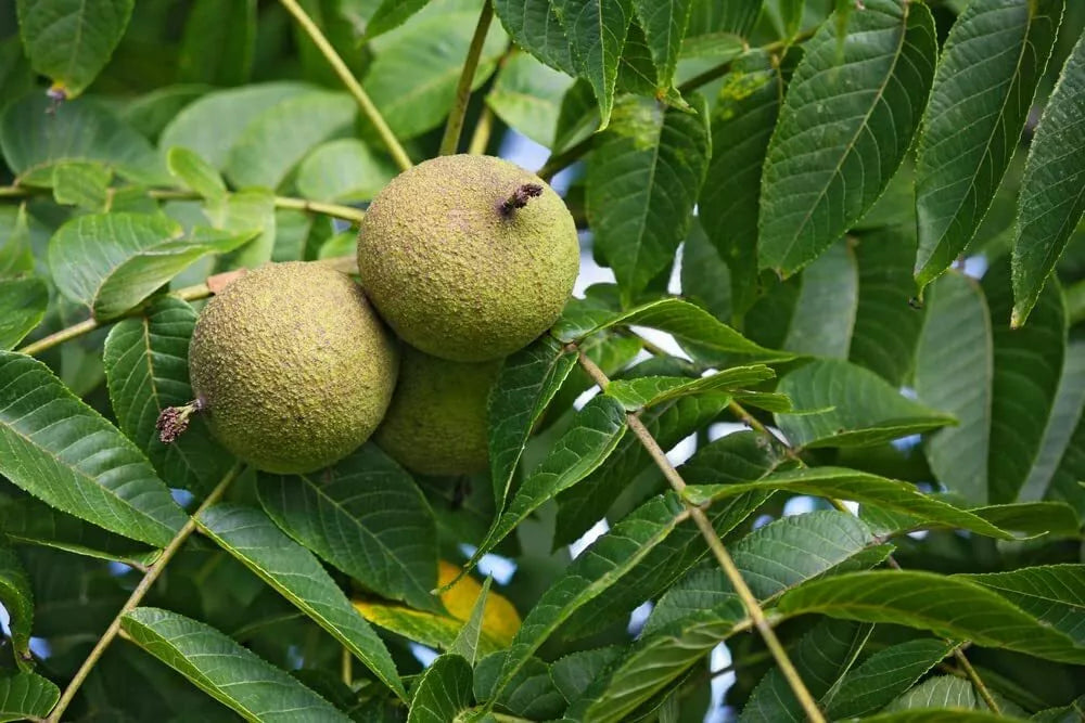 Black Walnut Tree Seeds - 4 Pack for Planting - Juglans nigra - Deciduous Hardwood for Garden or Landscape