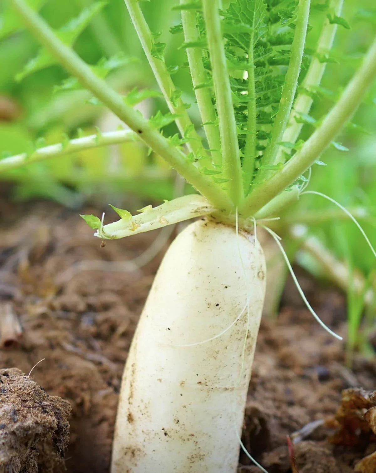 Daikon Radish Seeds - 100+ Heirloom Non-GMO Japanese Variety - USA Grown