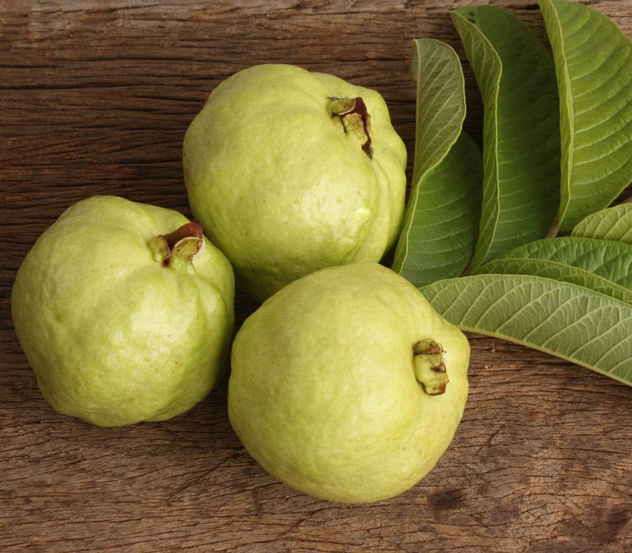 Lucknow 49 Guava Seeds Pack of 50+ | Psidium guajava Fruit Tree for Home Garden Planting
