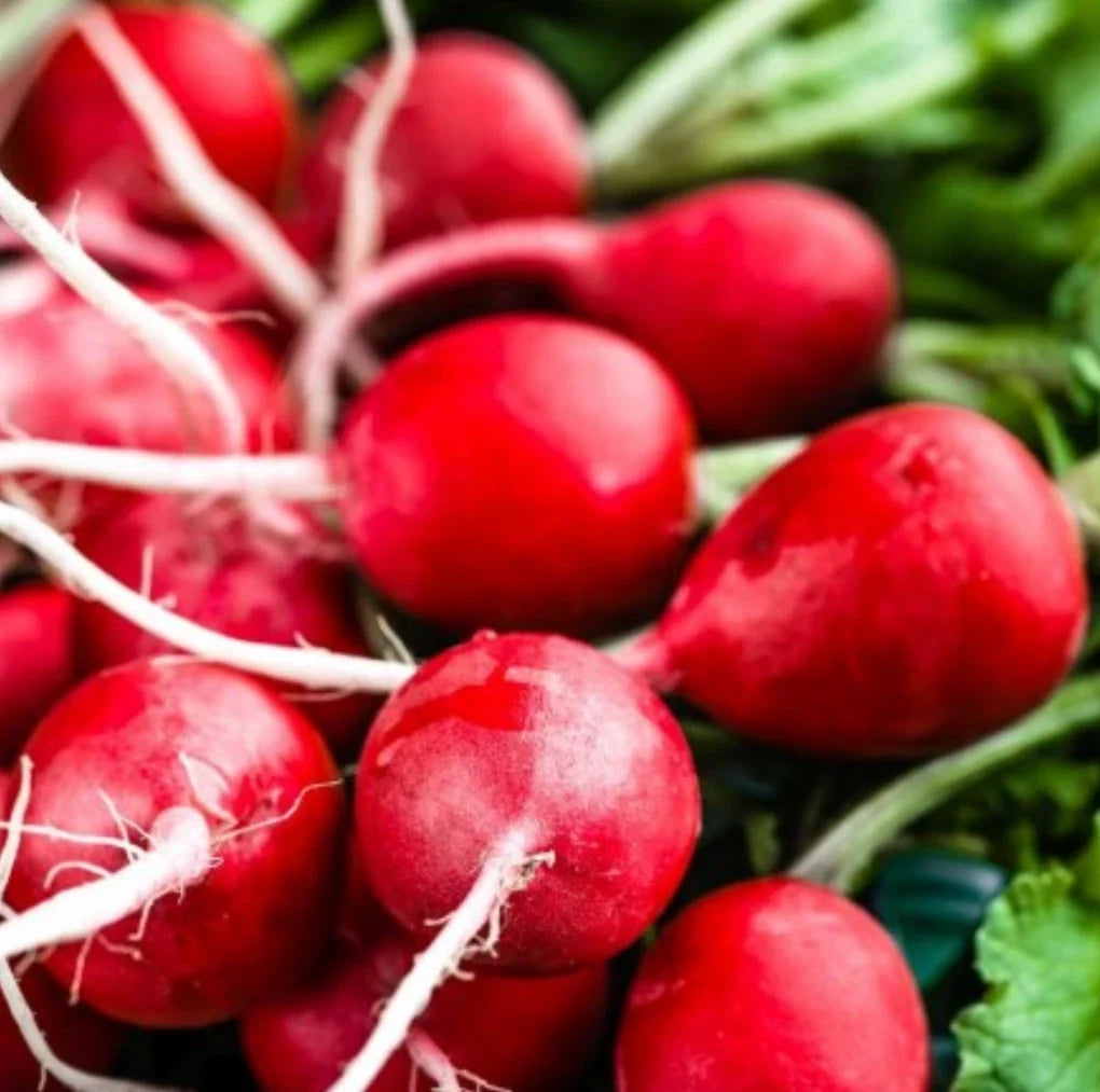 Cherry Belle Radish Seeds - Non-GMO, 1000 Seeds, Fast-Growing Heirloom Raphanus sativus for Organic Gardening, Salad, Container