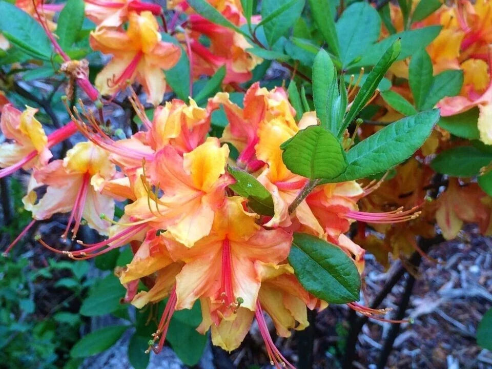Deciduous Azalea Starter Plant - Tallulah Sunrise - Rhododendron 'Tallulah Sunrise' - Small Rooted Plant for Garden