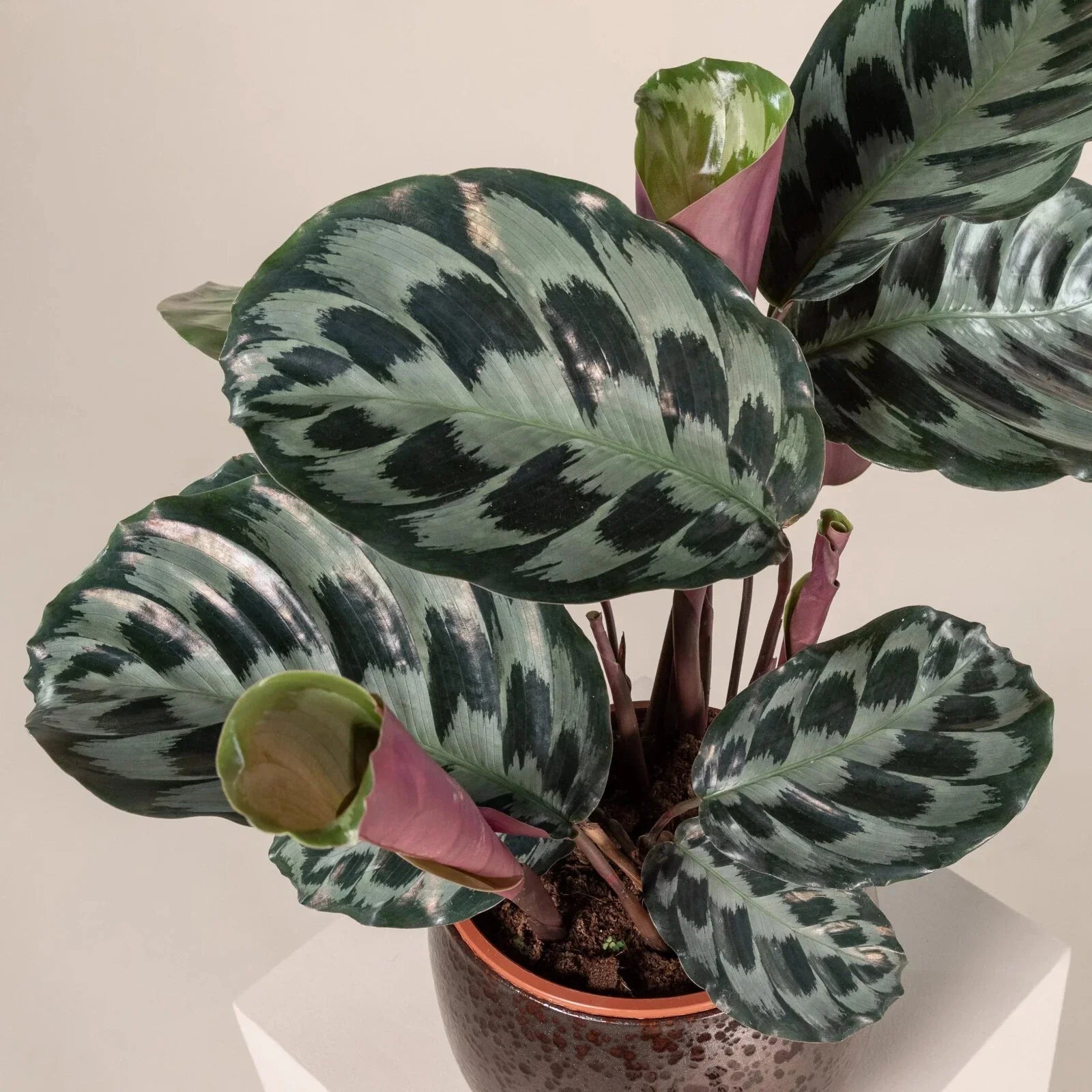 Calathea Seeds 25+ Helen Kennedy Calathea ornata Indoor Outdoor Planting Decorative Foliage Seeds